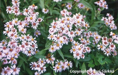 Aster sibiricus